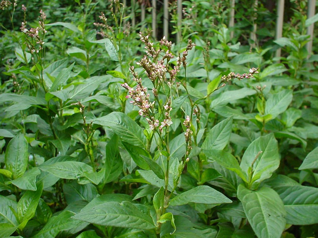 アイの花 にしきの理科準備室