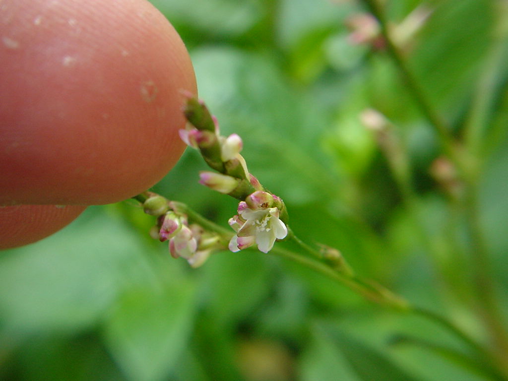 アイの花 にしきの理科準備室