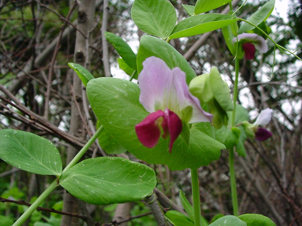 エンドウ 紫エンドウ の花 にしきの理科準備室