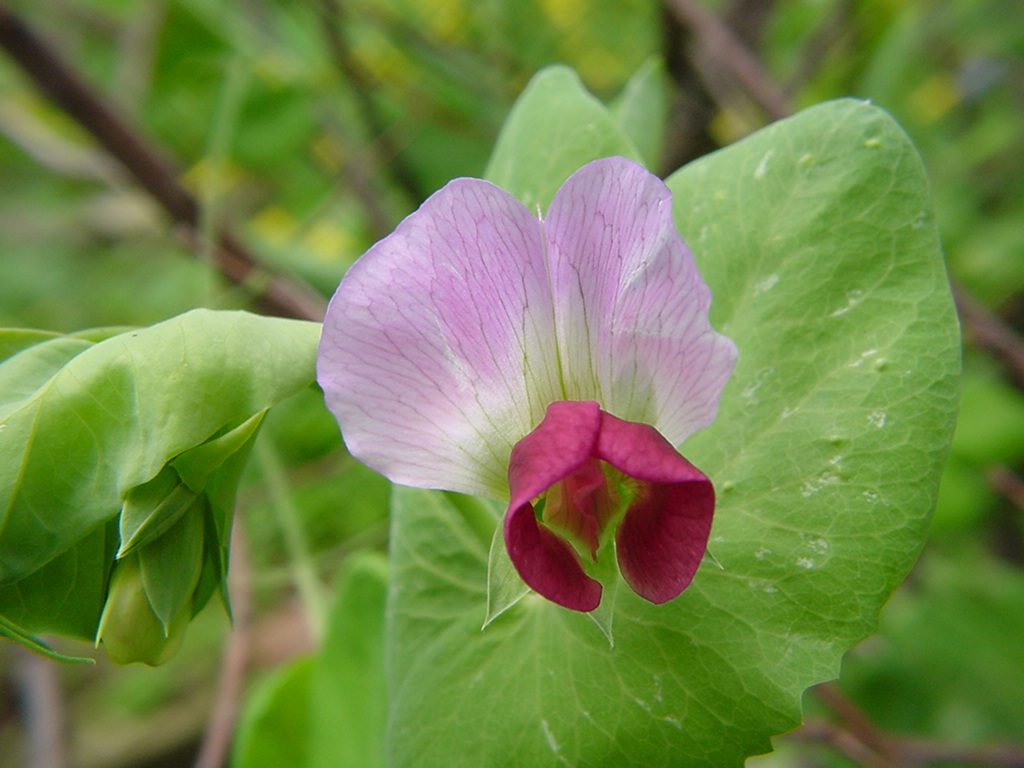 エンドウ 紫エンドウ の花 にしきの理科準備室