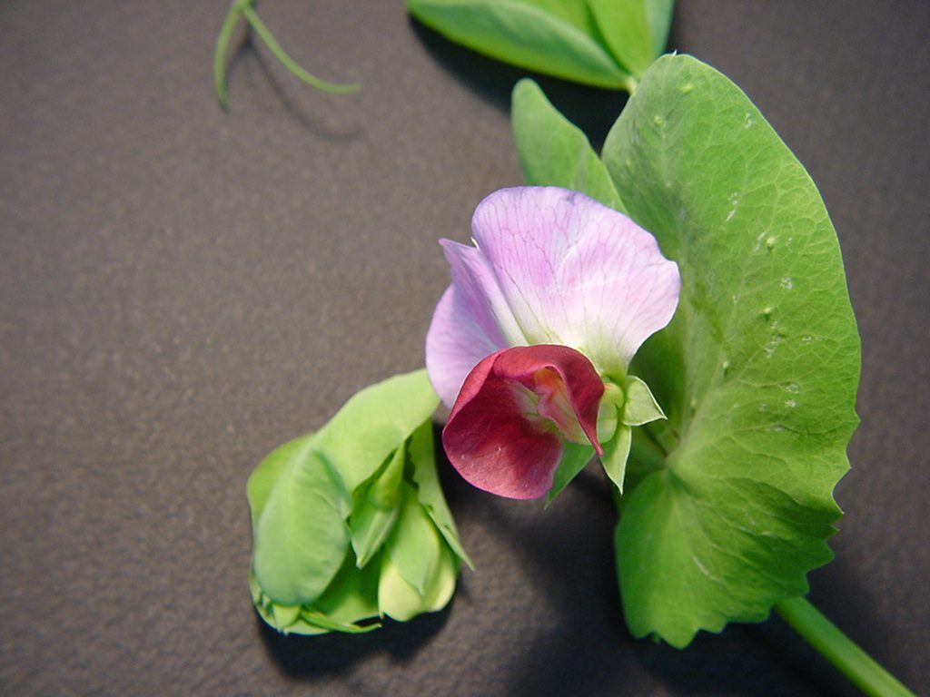 エンドウ 紫エンドウ の花 にしきの理科準備室