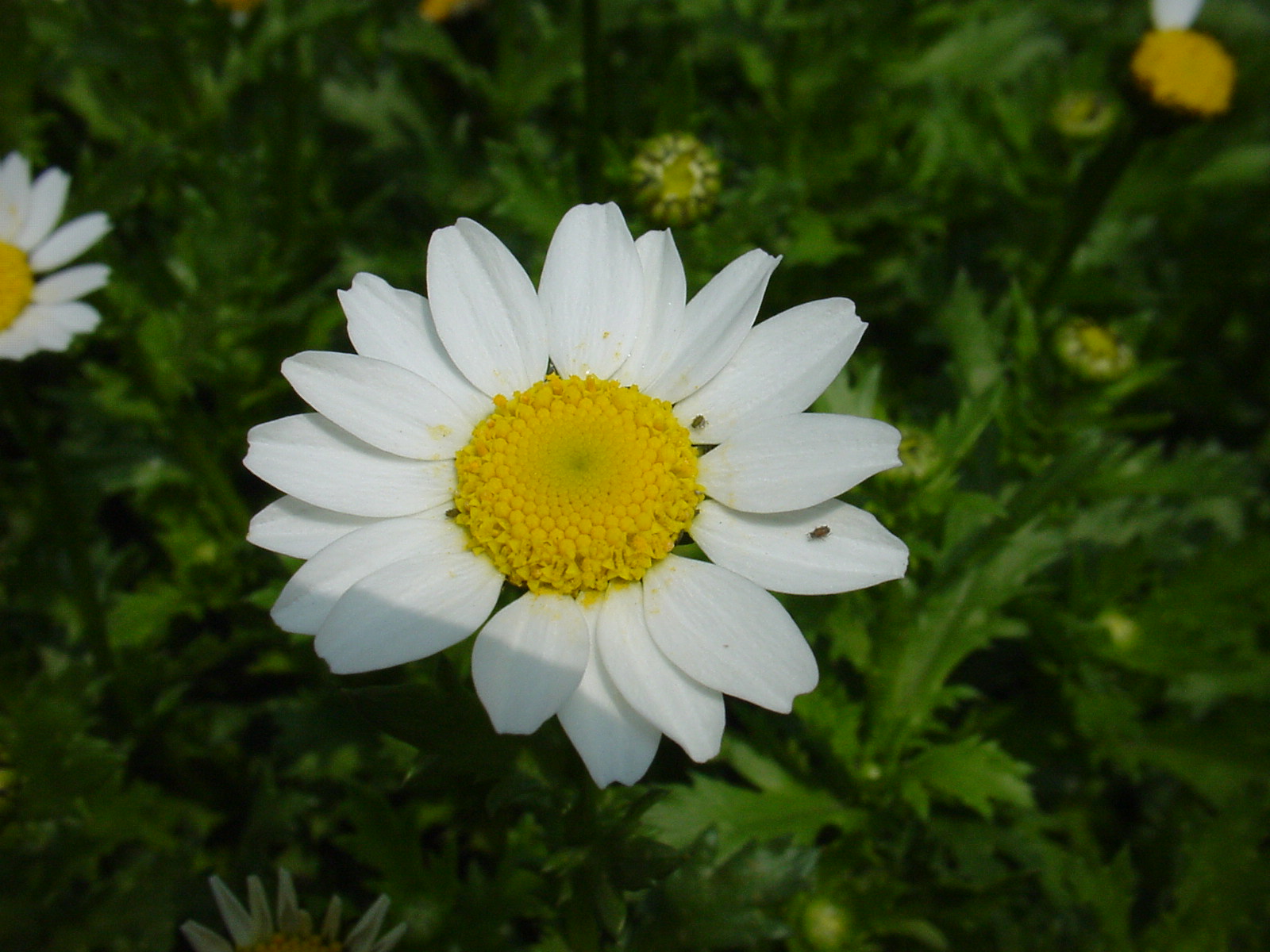 ノースポールの花 にしきの理科準備室