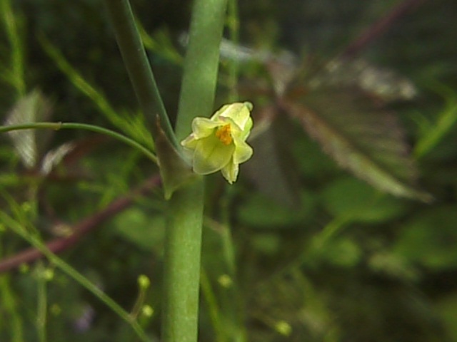 アスパラガスの花 にしきの理科準備室