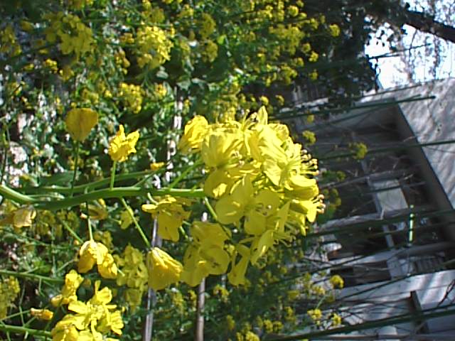 アブラナの花 にしきの理科準備室