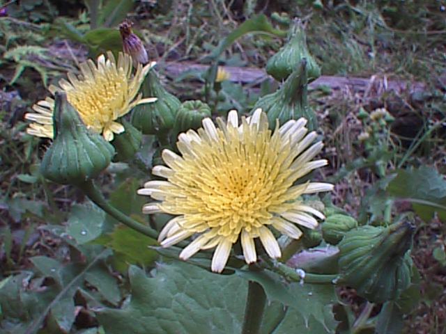 ノゲシの花 にしきの理科準備室