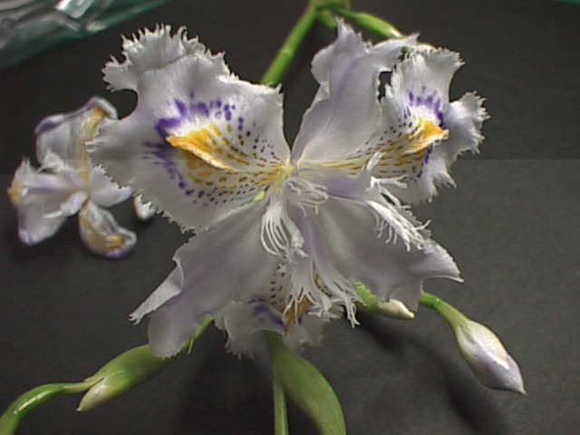 シャガの花 | にしき の 部屋