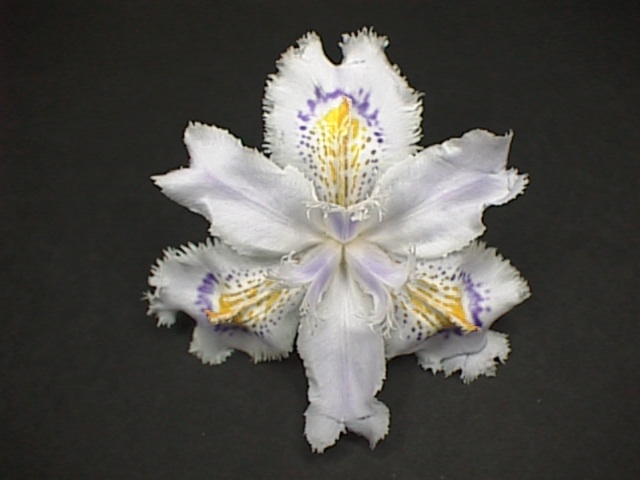 シャガの花 | にしき の 部屋