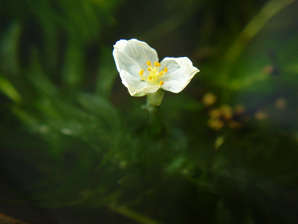 オオカナダモの細胞観察 花 にしきの理科準備室