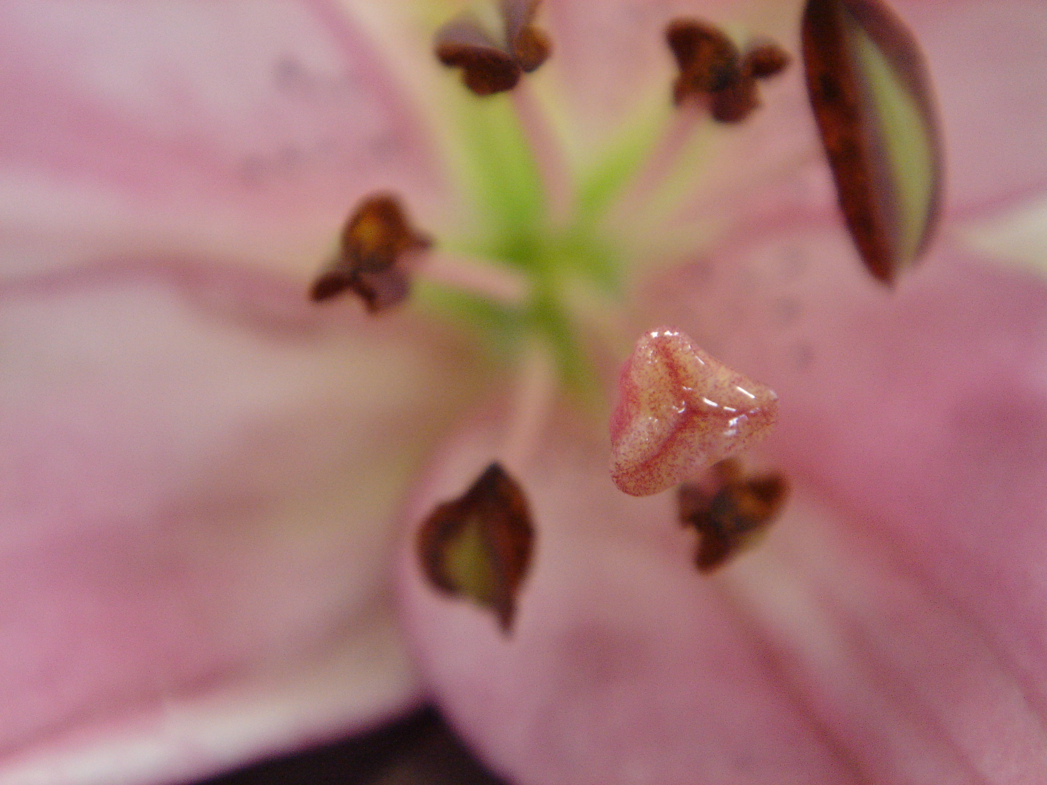 テッポウユリの花 果実 変異 奇形など にしきの理科準備室