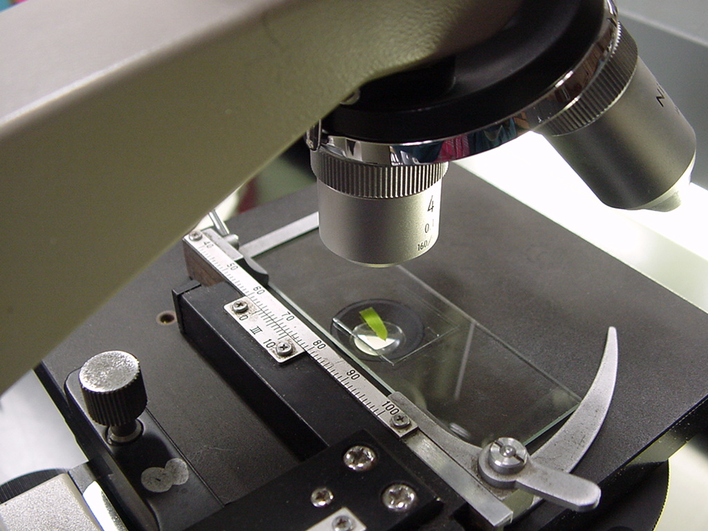 オオカナダモの細胞観察 花 にしきの理科準備室