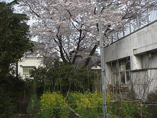 sakura0004