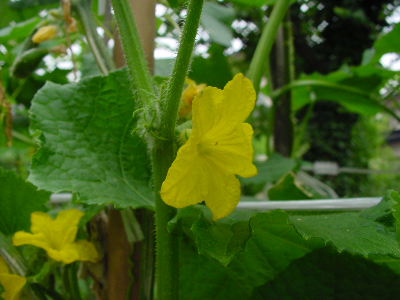 キュウリ 花から実へ にしきの理科準備室