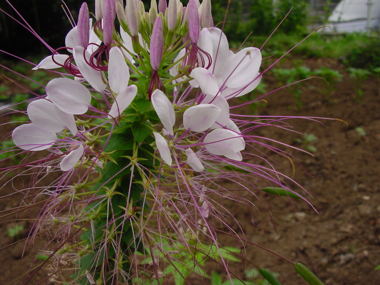 セイヨウフウチョウソウの花 にしきの理科準備室