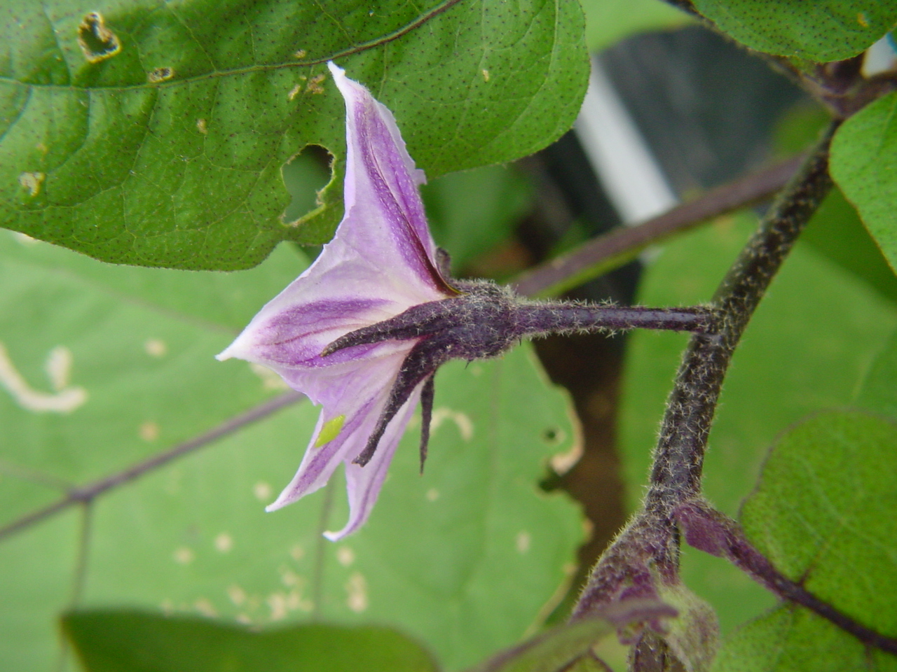 ナス 花から実へ にしきの理科準備室