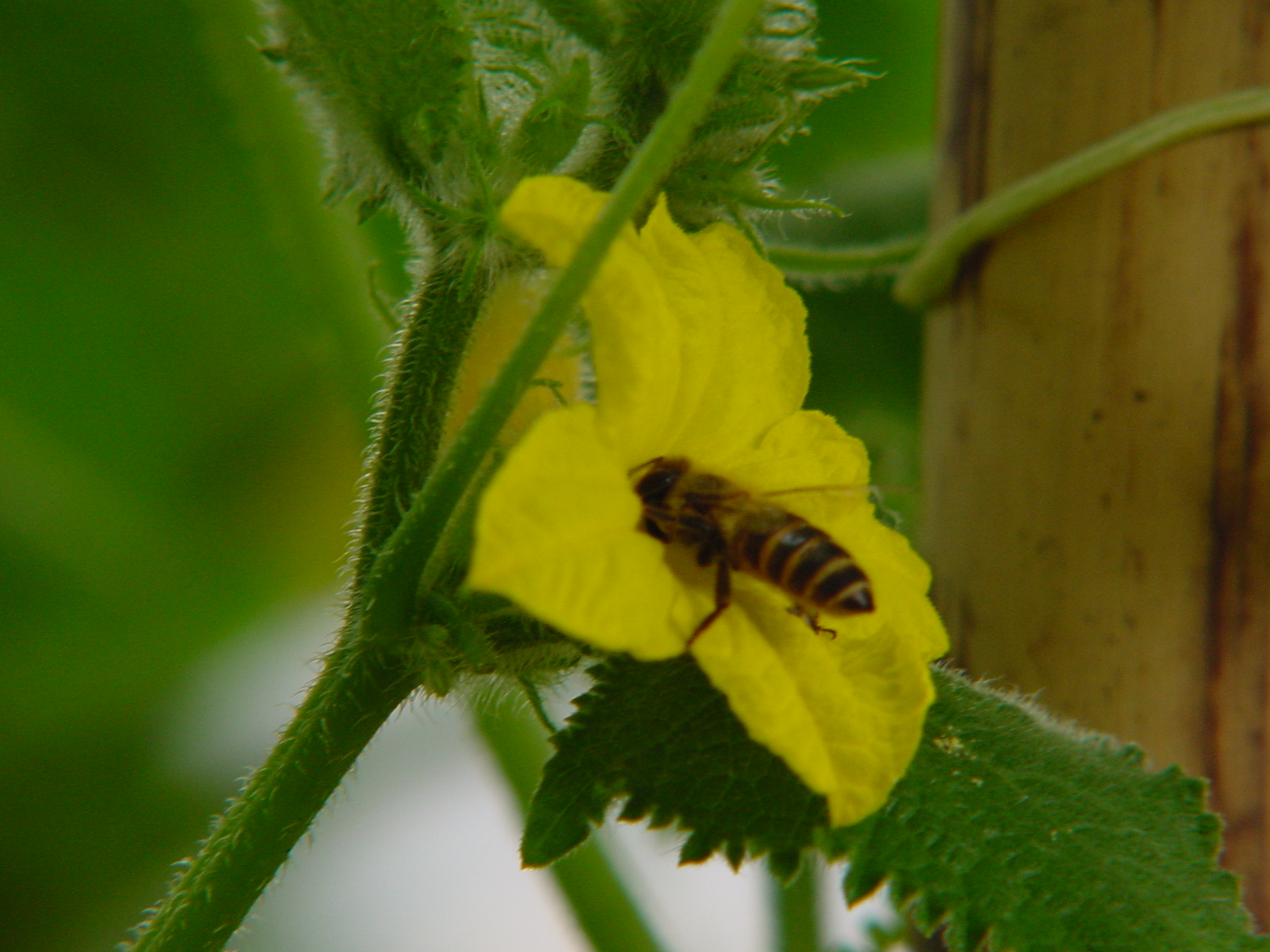 キュウリ 花から実へ にしきの理科準備室