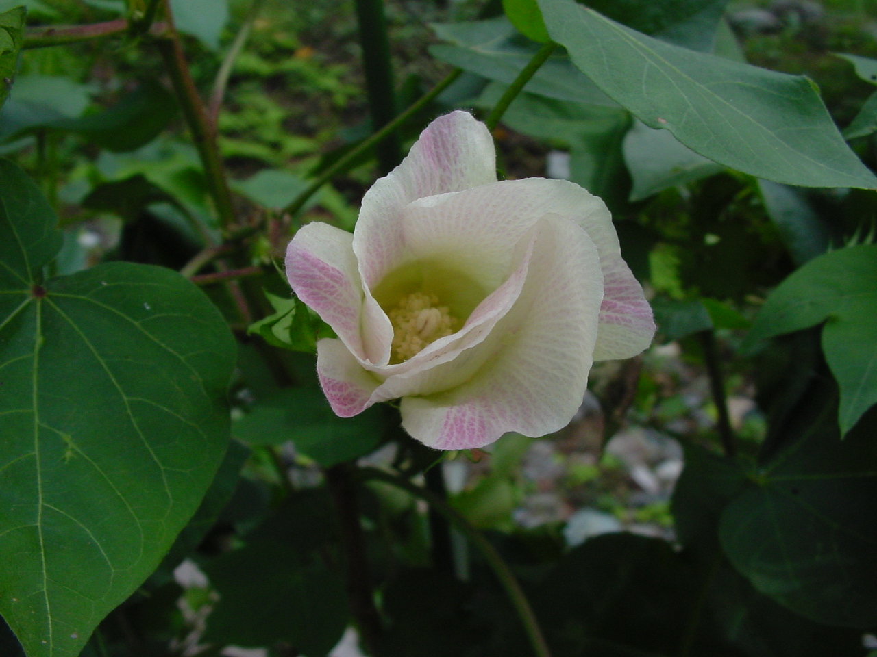 ワタの花 そして 綿 へ にしきの理科準備室