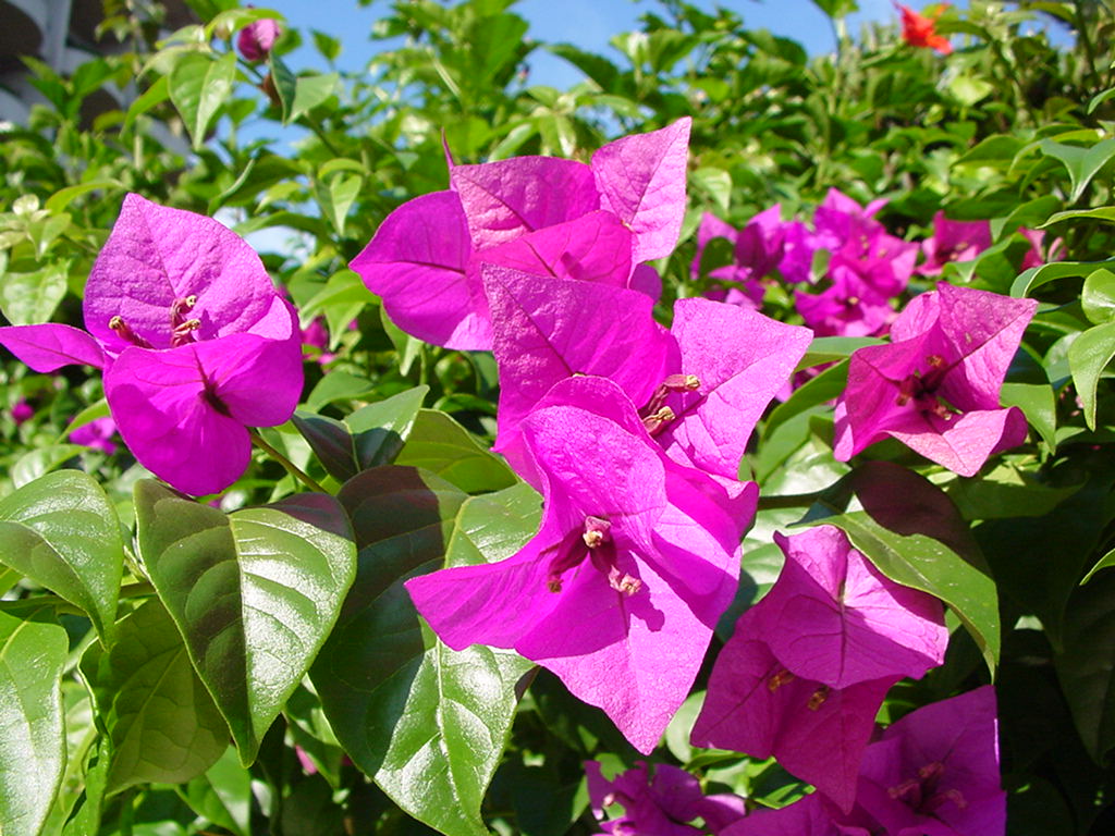 ブーゲンビリアの花 にしきの理科準備室