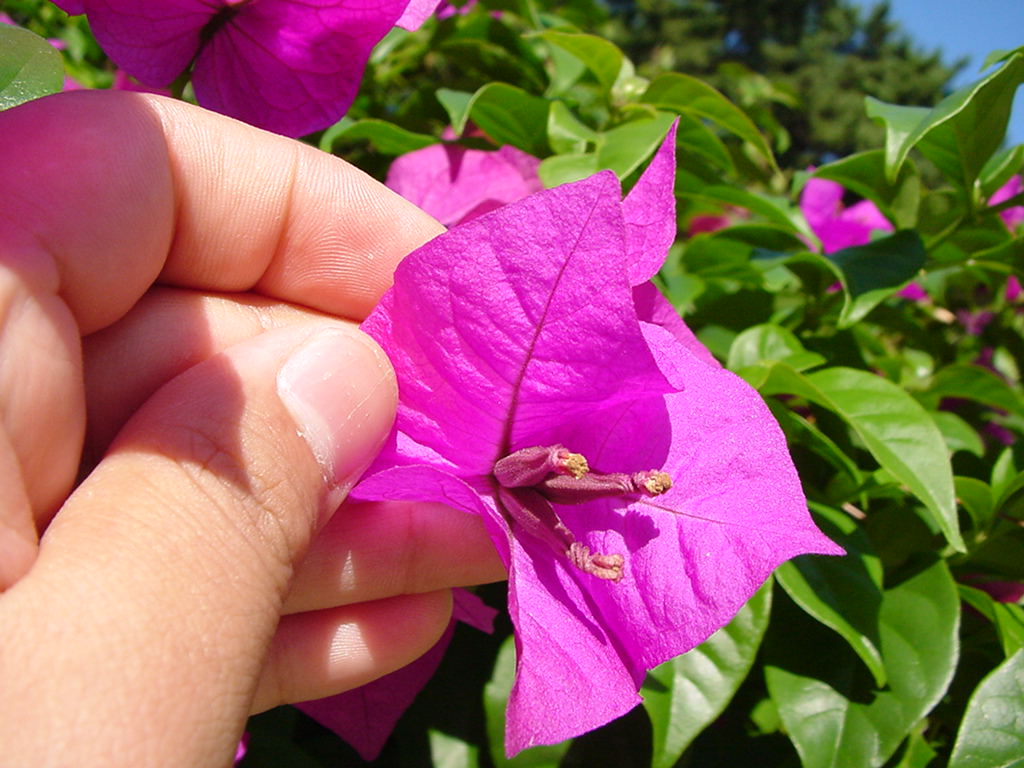 ブーゲンビリアの花 にしきの理科準備室