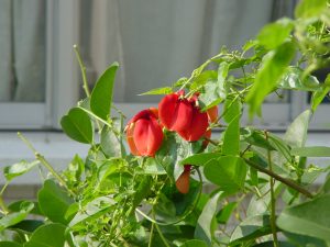 花 にしきの理科準備室