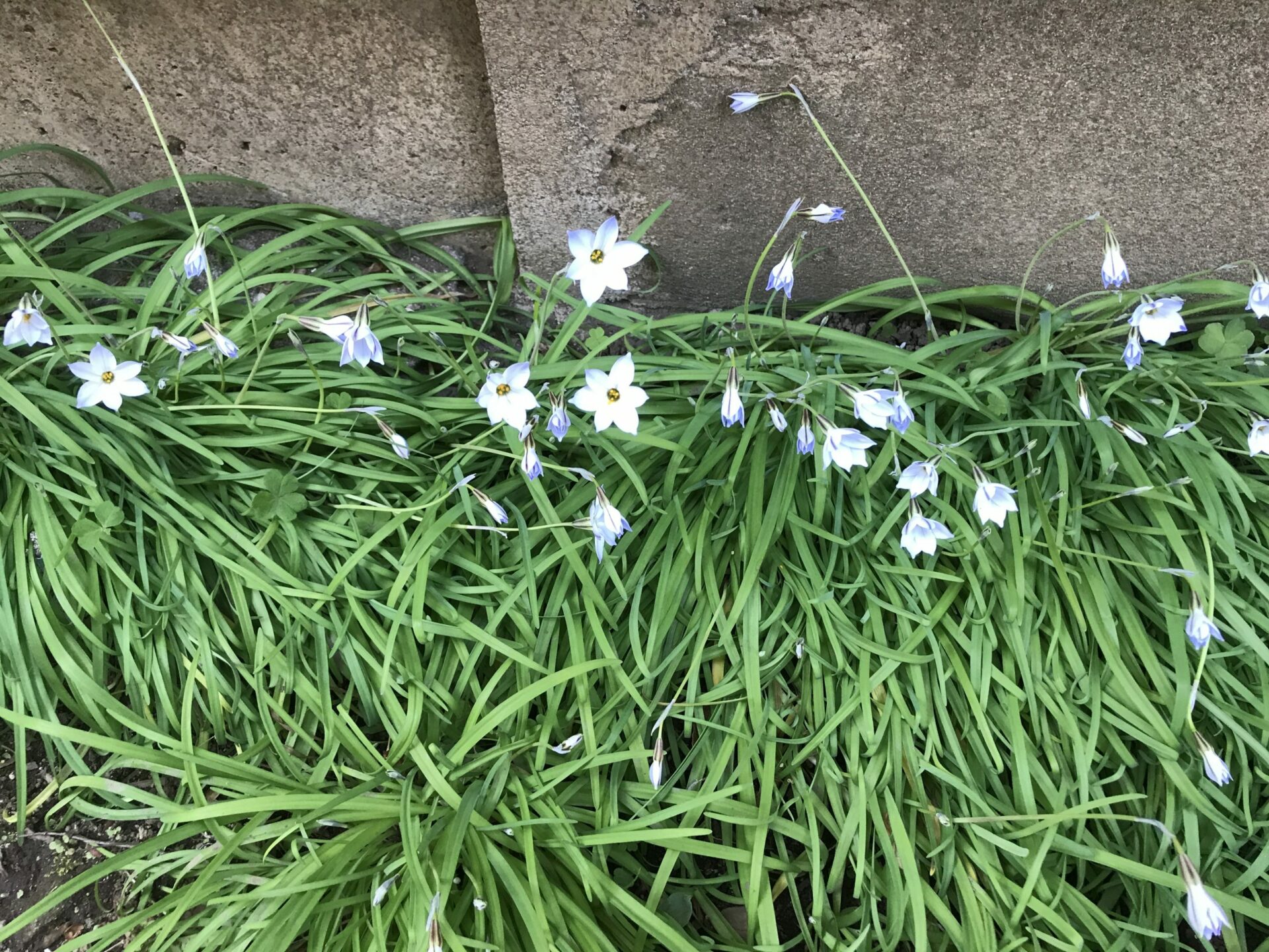 ハナニラの花 にしきの理科準備室