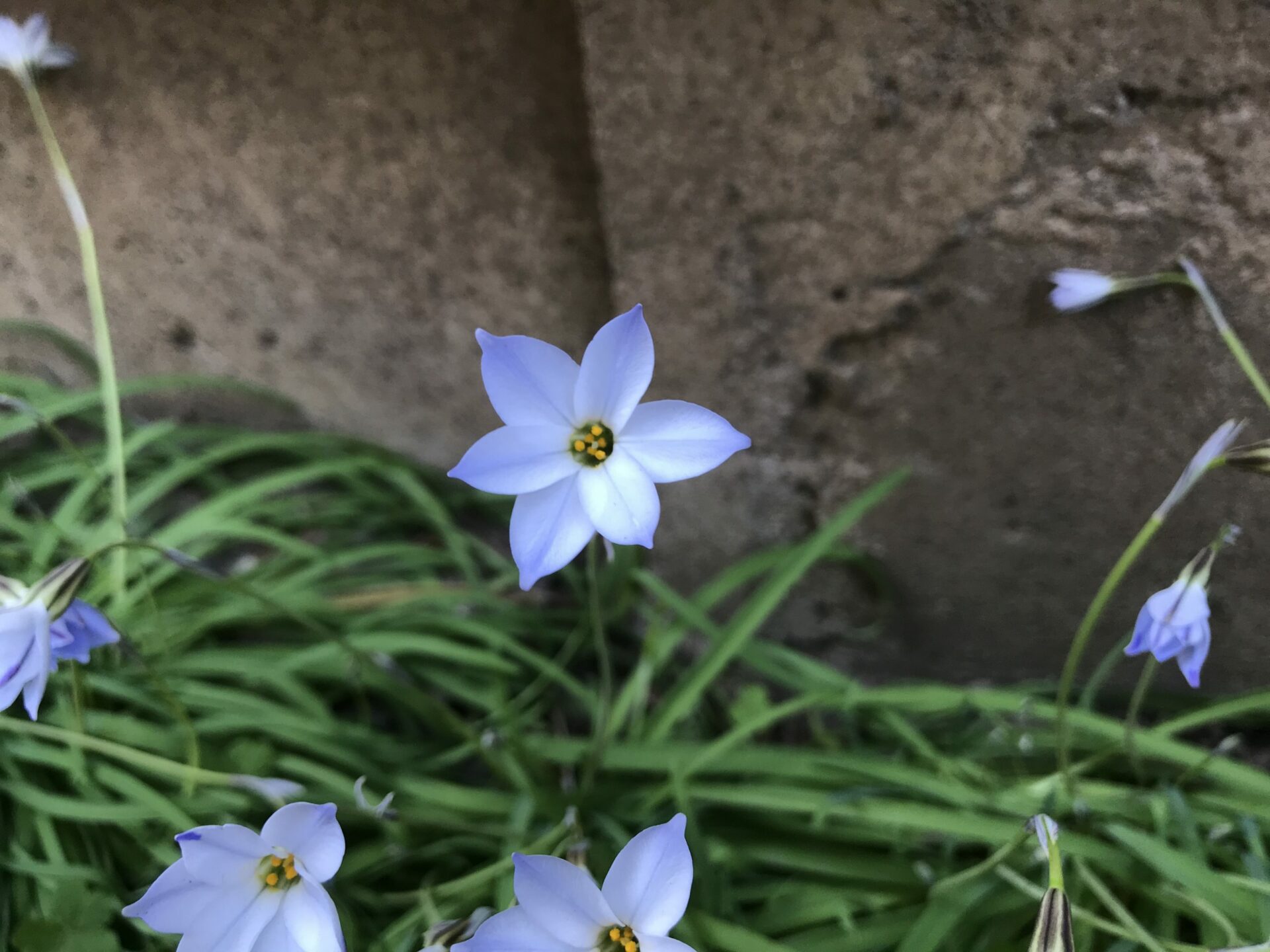 ハナニラの花 にしきの理科準備室