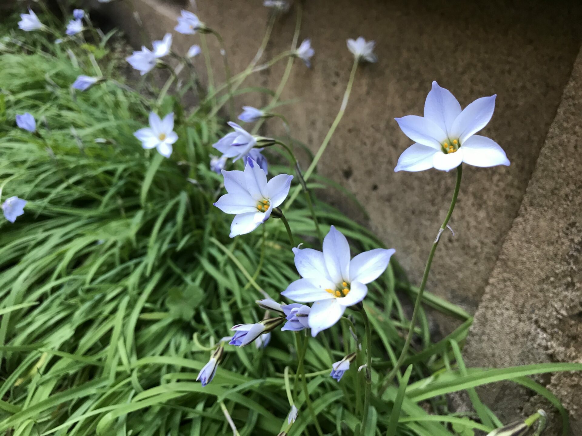 ハナニラの花 にしきの理科準備室