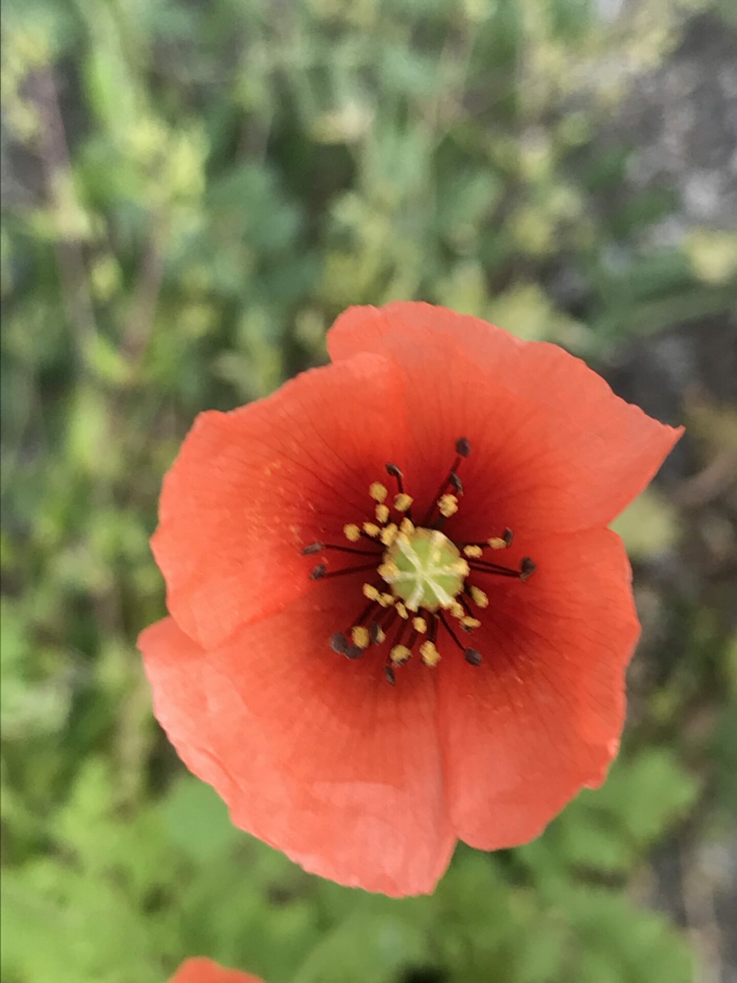 ナガミヒナゲシの花 にしきの理科準備室