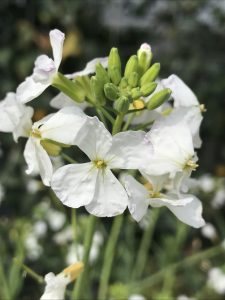 花 にしきの理科準備室