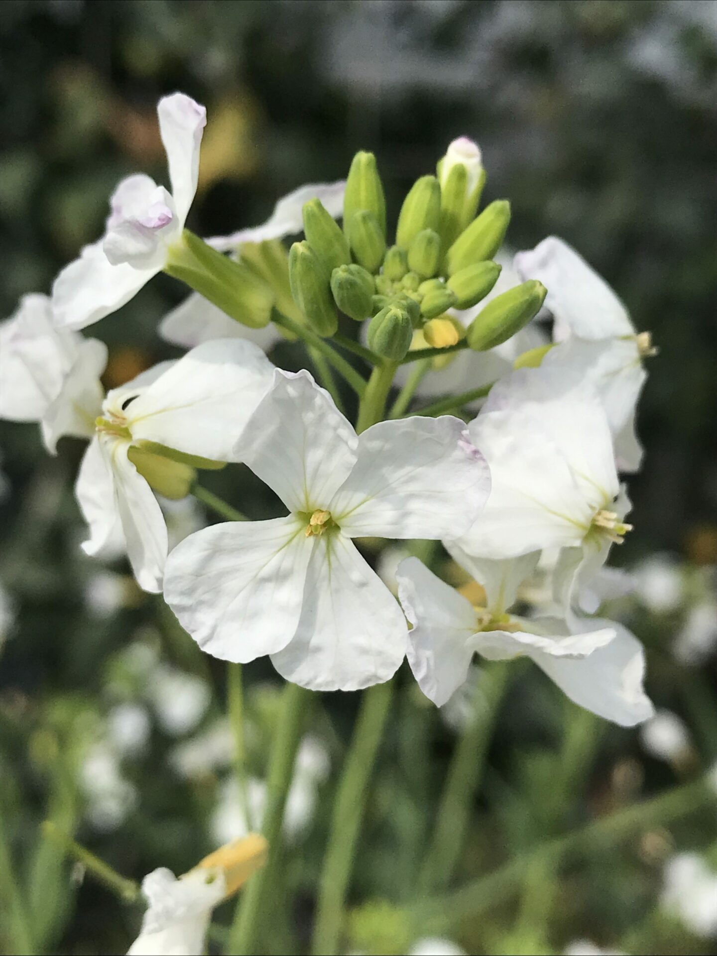 ダイコンの花 にしきの理科準備室