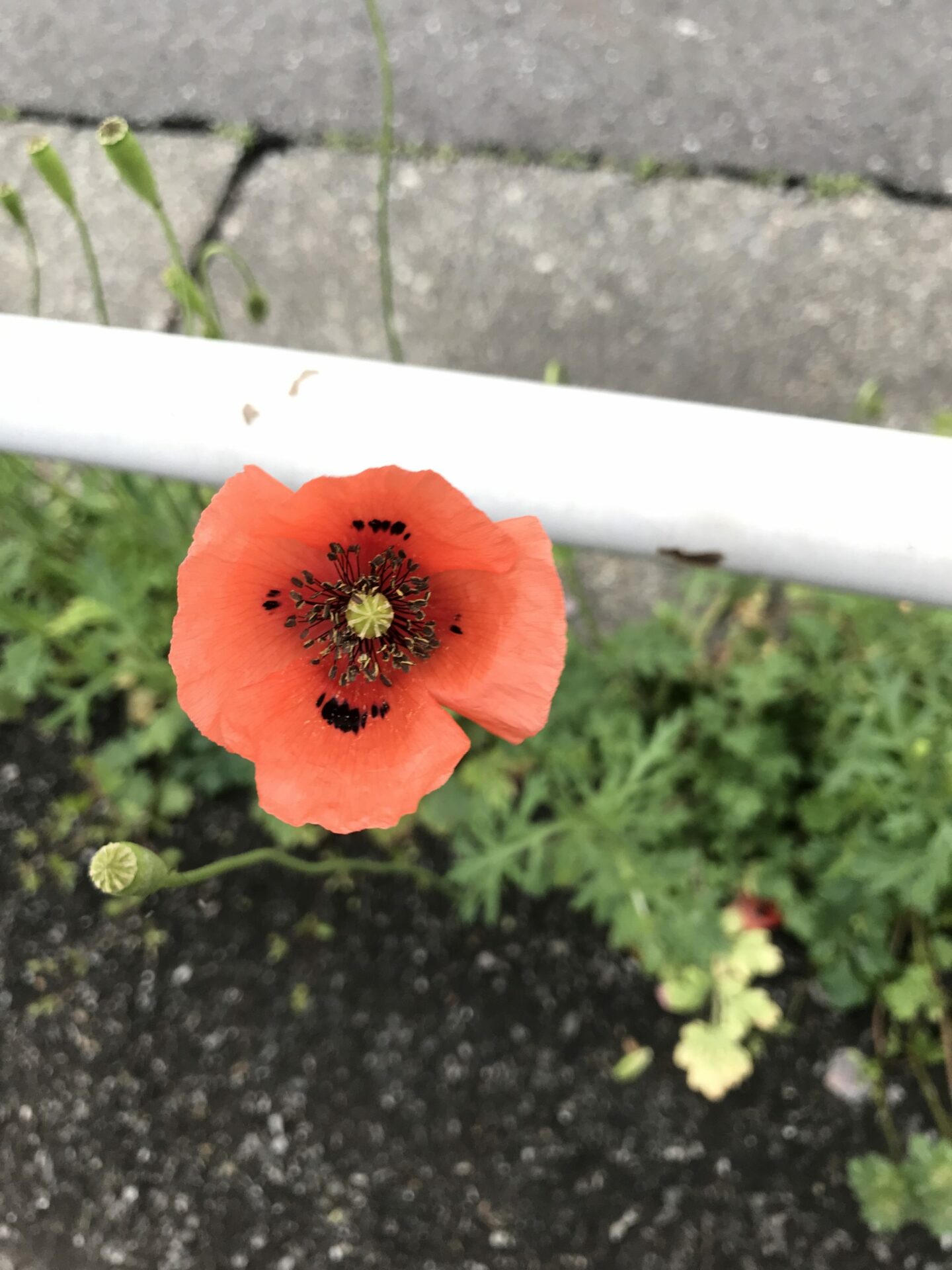 ナガミヒナゲシの花 にしきの理科準備室